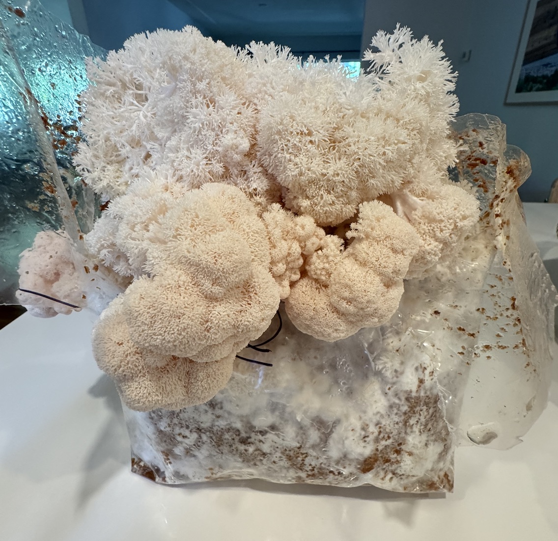 Lion's Mane Mushroom